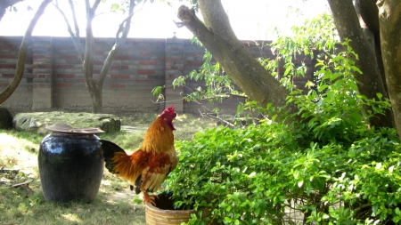 Rooster - tree, garden, rooster, stand