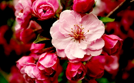 JAPANESE SAKURA  for  á¹¨á¼á¸³á¿£á¹›á¼âœ¿á¸¶á¸•áº¹ æ«» é›¨ (SakuraLee) - sakura, gift, cherry, japanese, friendship, spring