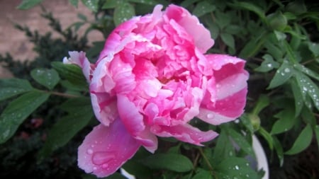 Peony - pretty, beautiful, flower, Peony, pink