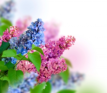 â™¥Lilacsâ™¥ - blossom, flowers, lillac, spring