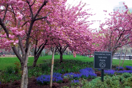 Washington Square Park - blossoms, pink, flowers, cherry, trees