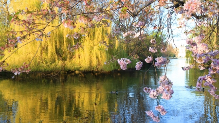 Spring Lake - nature, cherry blossom, lake, japan, sakura, japanese, spring