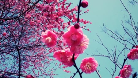 Cherry Blossoms - nature, cherry blossom, japan, sakura, pink, japanese, flower, spring