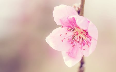 Sakura - nature, cherry blossom, japan, sakura, pink, japanese, flower, spring