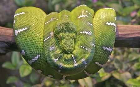 Snake - green, venemous, snake, tress