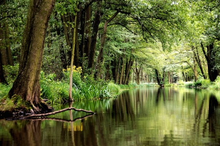 Calm River In Germany - river, trees, water, beautiful, green, plants, forest