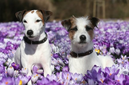 Spring dogs - pet, purple, dog, spring, crocus