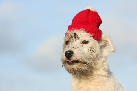 Cute dog - white, animal, pet, skies, dog