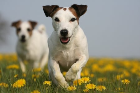 Spring joy - dandelion, pet, spring, happiness, dog