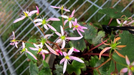 Pretty flower - pretty, lovely, flower, beautiful