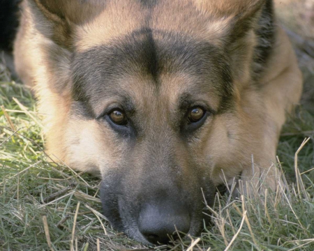 dog face - of, german, shepherd, portrait