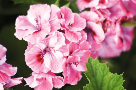 Hydrangeas - colorful, hydrangeas, nature, pink, leaves, green, colors, flowers, flower