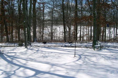 Dog Chasing Dog - winter, nature, animals, snow