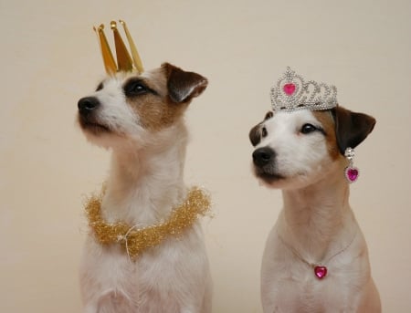 Royal dogs - king, cute, pet, queen, dog