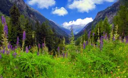 Mountain wildflowers - hills, summer, landscape, grass, mountain, flowers, peak, cliffs, sky, clouds, greenery, mountainscape, beautiful, lovely, valley, wildflowers, nature, rocks