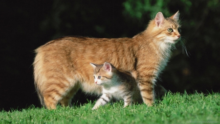 Like mother like daughter. - cats, mother, orange, daughter, grass