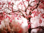 Spring blossoms