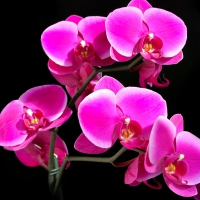 purple orchids