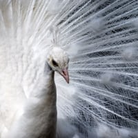 White peacock