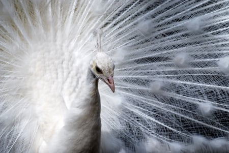 White peacock - white, animal, bird, peacock