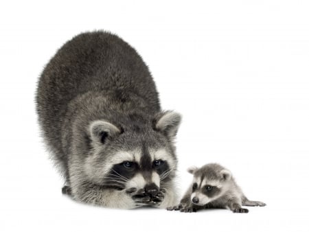 Raccoon with young - raccoon, yougster, cute, kid