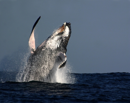 Baleen whale - whale, amazing, underwater life, ocean, baleen whale