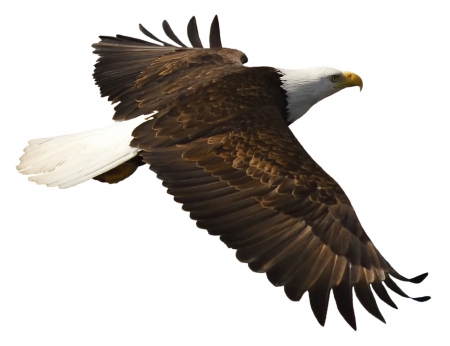 Flying eagle - flying, eagle, wings, animal, bird