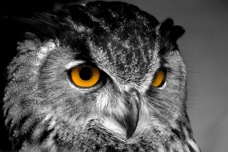 Beautiful owl - portrait, owl, bird, animal