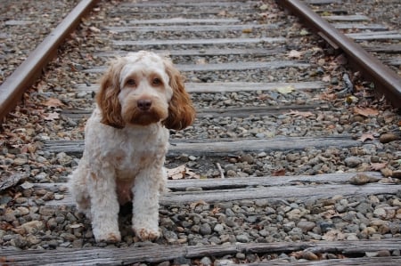 Dog on the train track - cute, pet, lonely, train track, dog