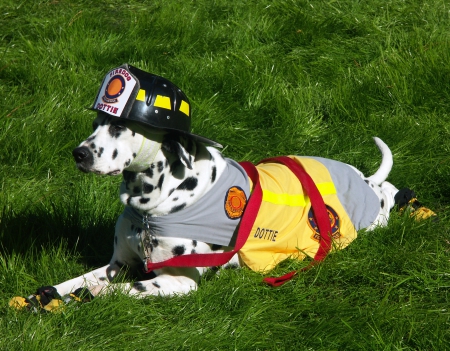 Firefigheter dog - firefighter, dog, pet, cute, grass