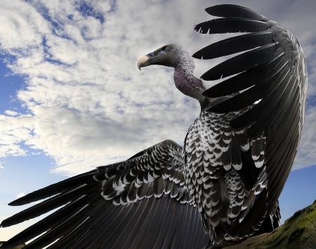 Vulture - scavenger, vulture, wings, skies, bird