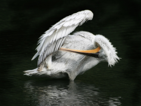 Pelican - pelican, bird, water, zoo, wild life