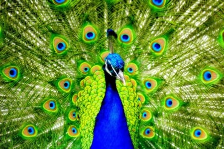 Beautiful peacock - feathers, bird, peacock, colorful