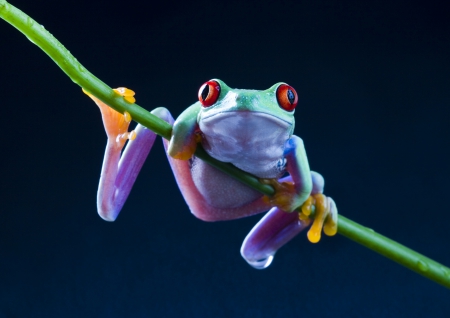 Cute frog - red eye, frog, animal, wild life