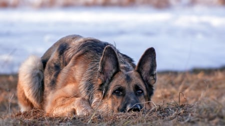 German shepherd - animal, pretty, cute, animals, beautiful, sweet, puppy, puppys, dogs, lovely, dog