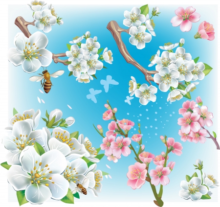 Cherry blossoms - flowers, blossoms, spring, vector