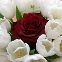 Red Rose and White Tulips