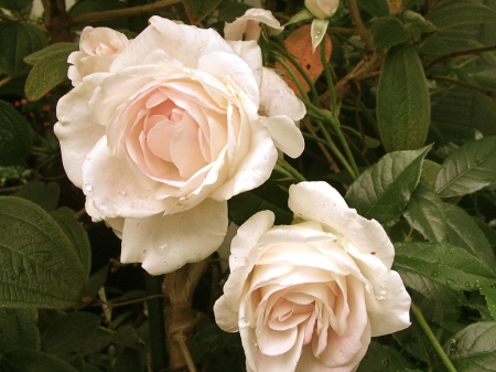 Antique Pink Roses