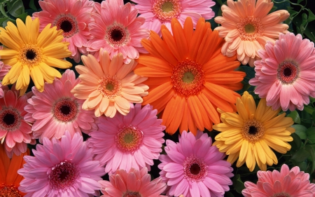 Blooms - flowers, petals, nature, gerbera