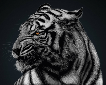 Black and white tiger - black and white, wild, animals, tiger