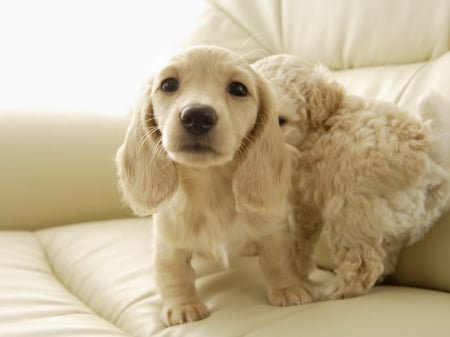 Cute pups - animals, pup, dogs, cute