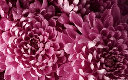 Beautiful flowers - bloom, flowers, peals, pink