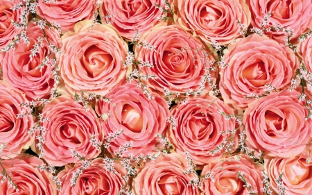 Pink roses - flowers, buds, roses, pink