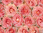 Pink roses