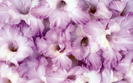 Pink petals - flowers, petals, nature, bloom