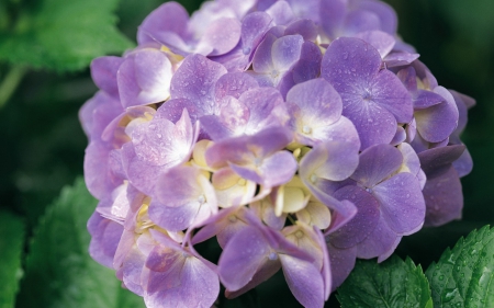 Beautiful flower - flowers, purple, petals, nature