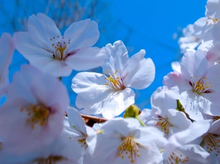 Spring - flower, pink, cute, beautiful, flowers, photo, spring, lovely, nature, green