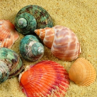 Sea shells