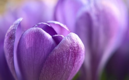 Crocus - crocus, flowers, violet, flower, spring