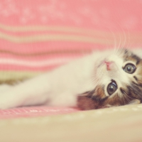 Cute Kitty